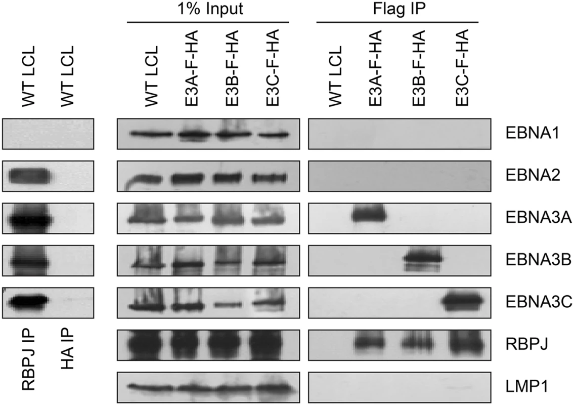 Characterization of EBNA3-F-HA LCLs, reveals that EBNA2, EBNA3A, EBNA3B, and EBNA3C form distinct RBPJ complexes.