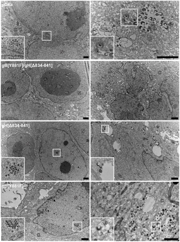 Viral particles are not observed in melanoma cells transfected with dual mutant gB[Y881F]/gH[Δ834-841] BAC.
