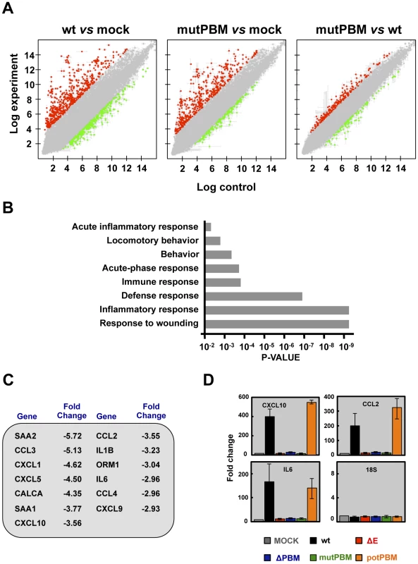 Effect of SARS-CoV E protein PBM on host gene expression.