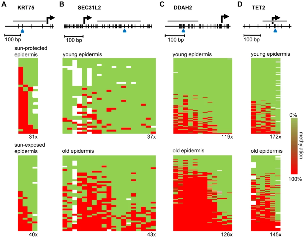 Validation of methylation changes by deep bisulfite sequencing.