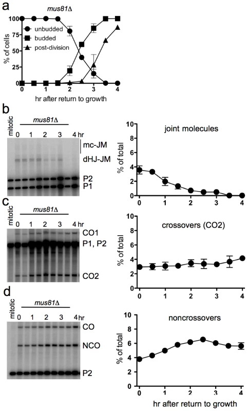 Efficient JM resolution without CO production after RTG in the absence of Mus81.