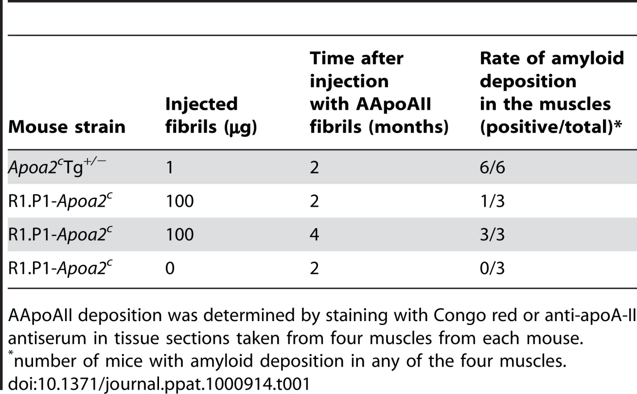 Deposition of AApoAII amyloid fibrils in the muscles of <i>Apoa2<sup>c</sup></i>Tg<i><sup>+/−</sup></i> and R1.P1-<i>Apoa2<sup>c</sup></i> mice.