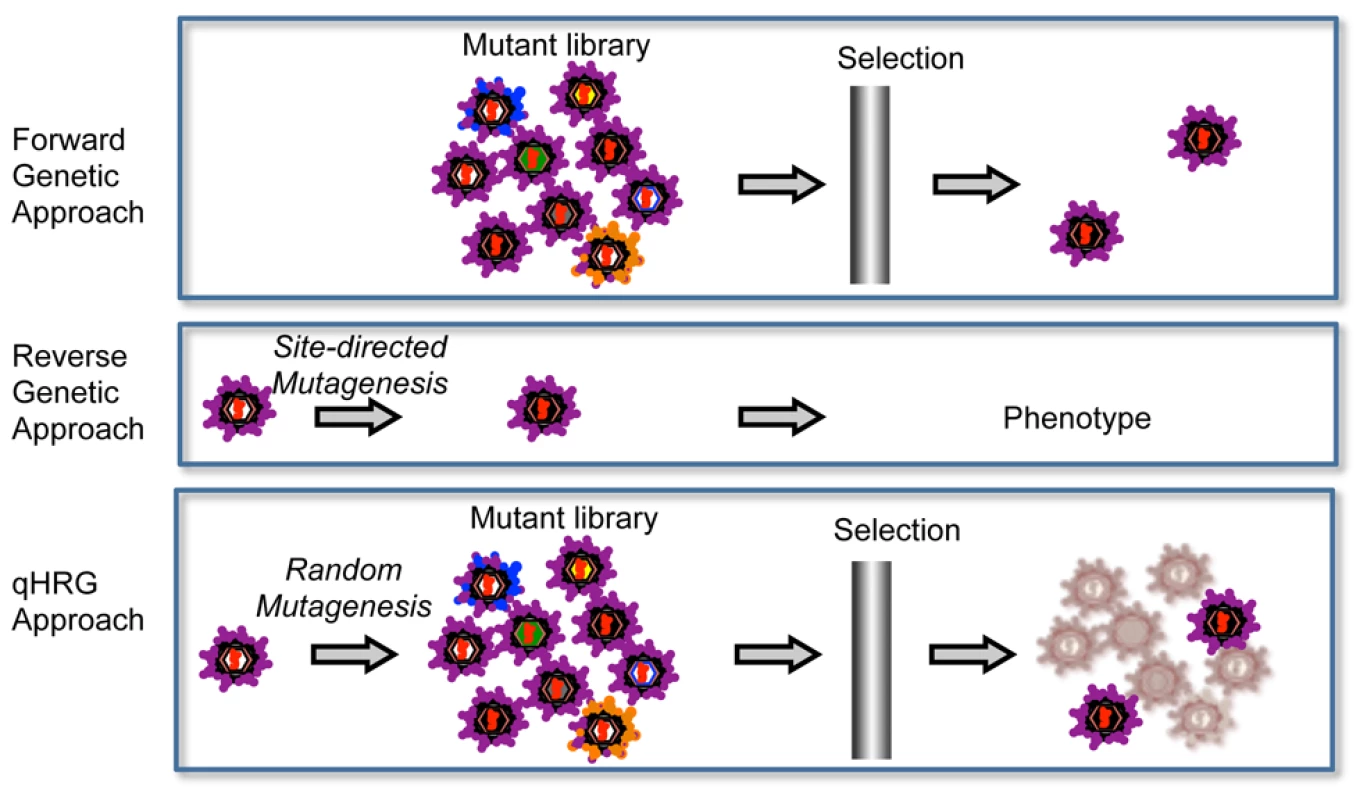 Comparison of qHRG platform with traditional genetics strategies.