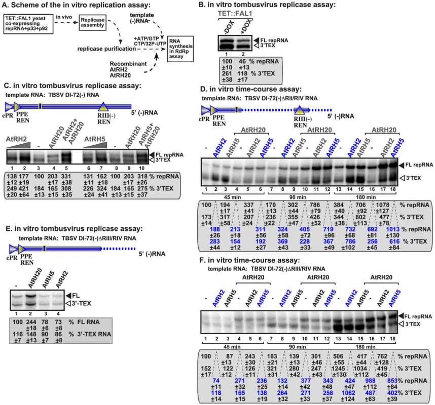 AtRH2 and AtRH5 promote plus-strand synthesis by the affinity-purified tombusvirus replicase.