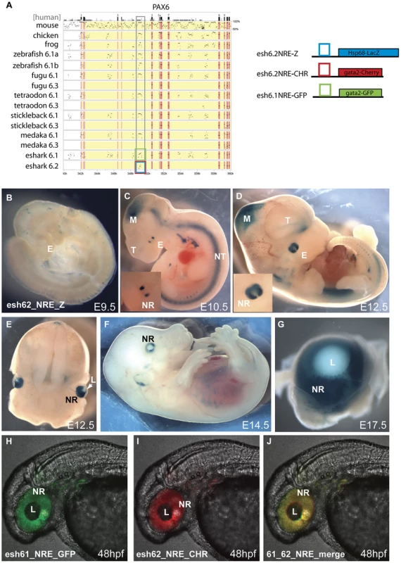 Transgenic analysis of the elephant shark Pα promoter/neuroretinal enhancer (NRE) element.
