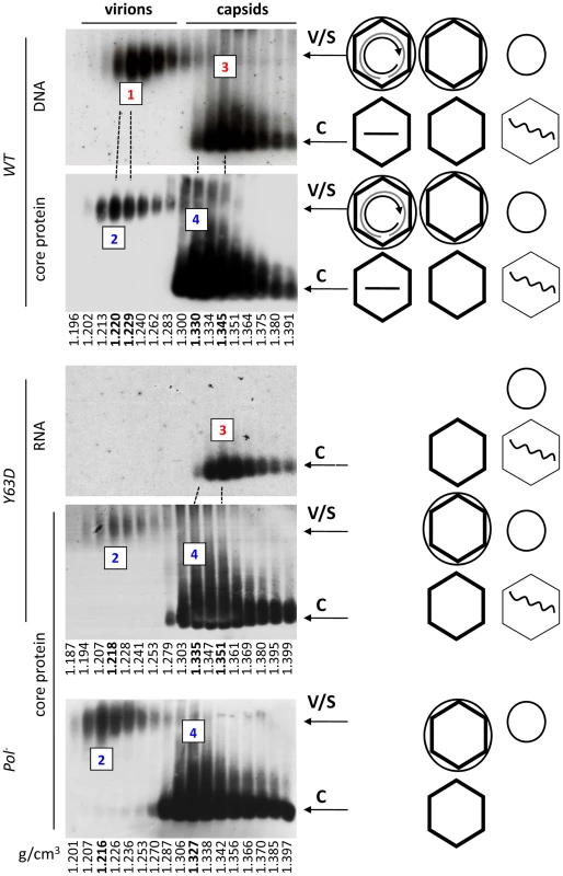 Analyses of HBV virion secretion by CsCl density gradient analyses.