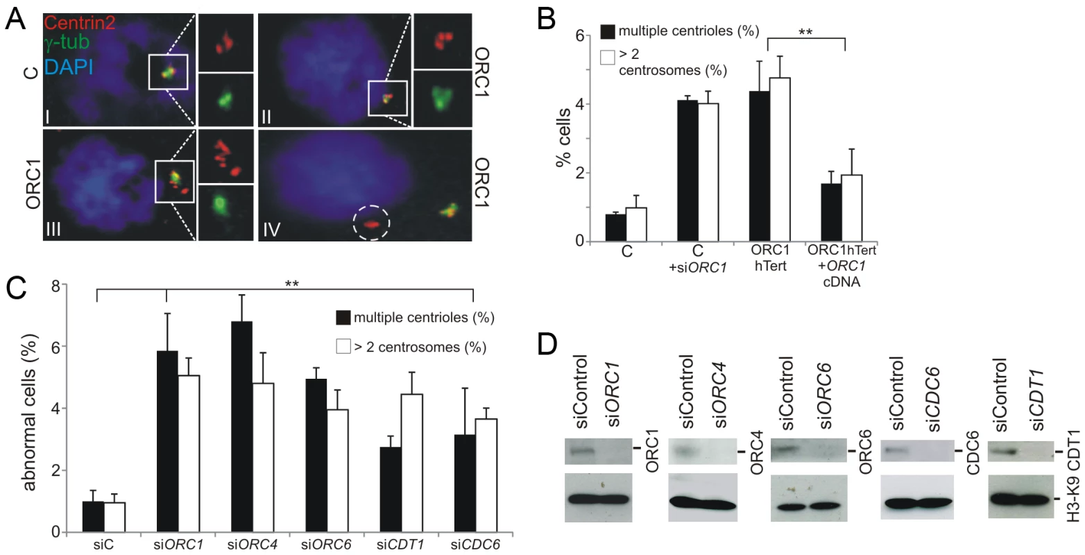 Deficiency in origin licensing proteins results in increased centrosome and centriole copy number.