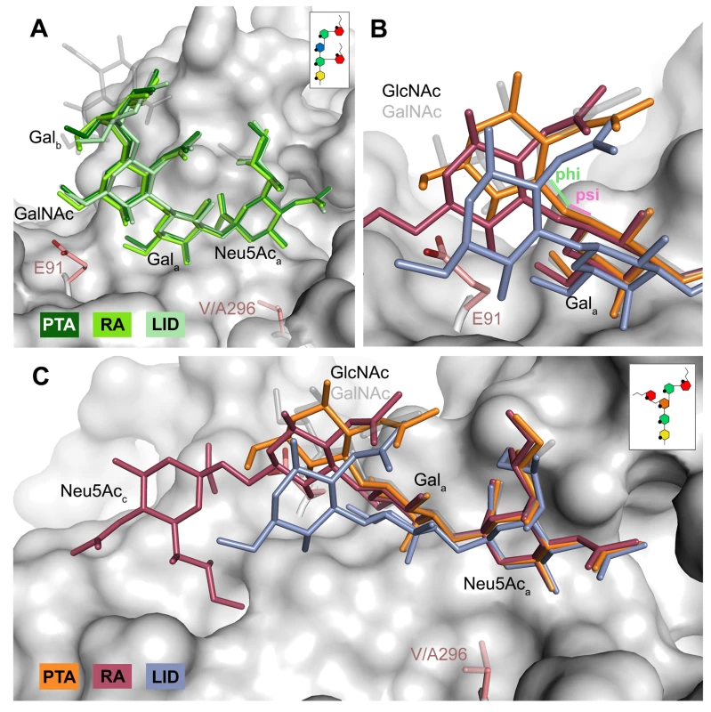 Differences in receptor binding patterns across glycans.