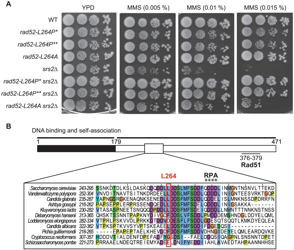 Characterization of <i>rad52-L264P</i>, a suppressor of the MMS sensitivity of <i>srs2</i>Δ mutants that avoid the formation of toxic recombination intermediates.