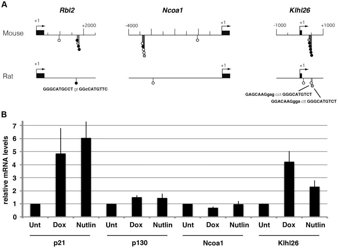 A partial divergence in the regulation of <i>Rbl2</i>/p130, <i>Ncoa1</i>, and <i>Klhl26</i> among rodents.
