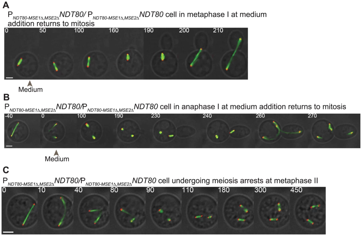Disruption of positive feedback in <i>NDT80</i> expression results in inappropriately uncommitted cells.