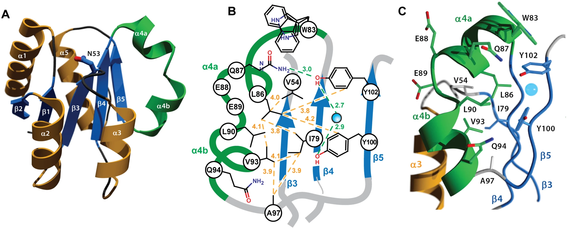 Crystal structure of the RitR REC domain.