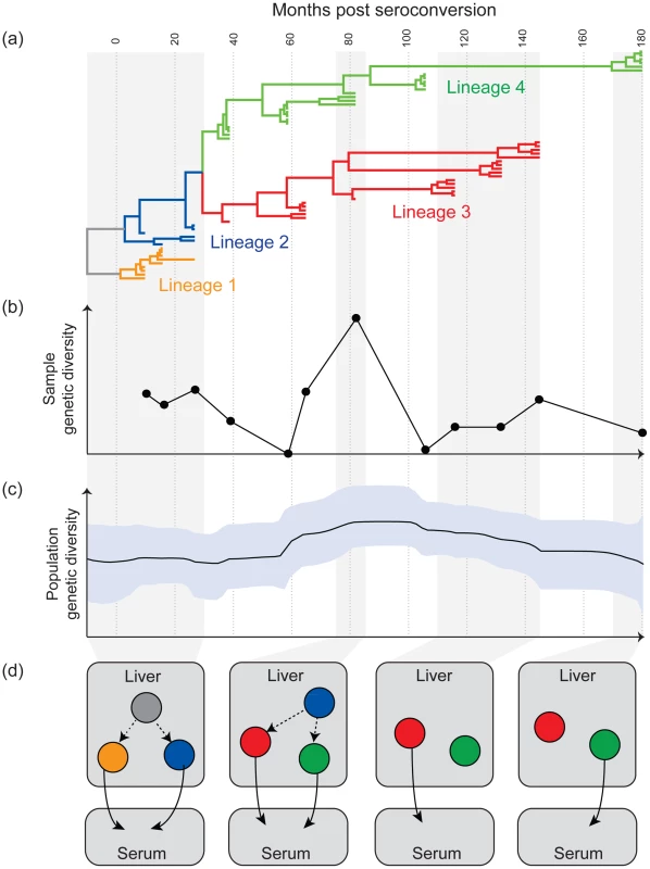Aspects of the evolutionary dynamics of chronic HCV infection.
