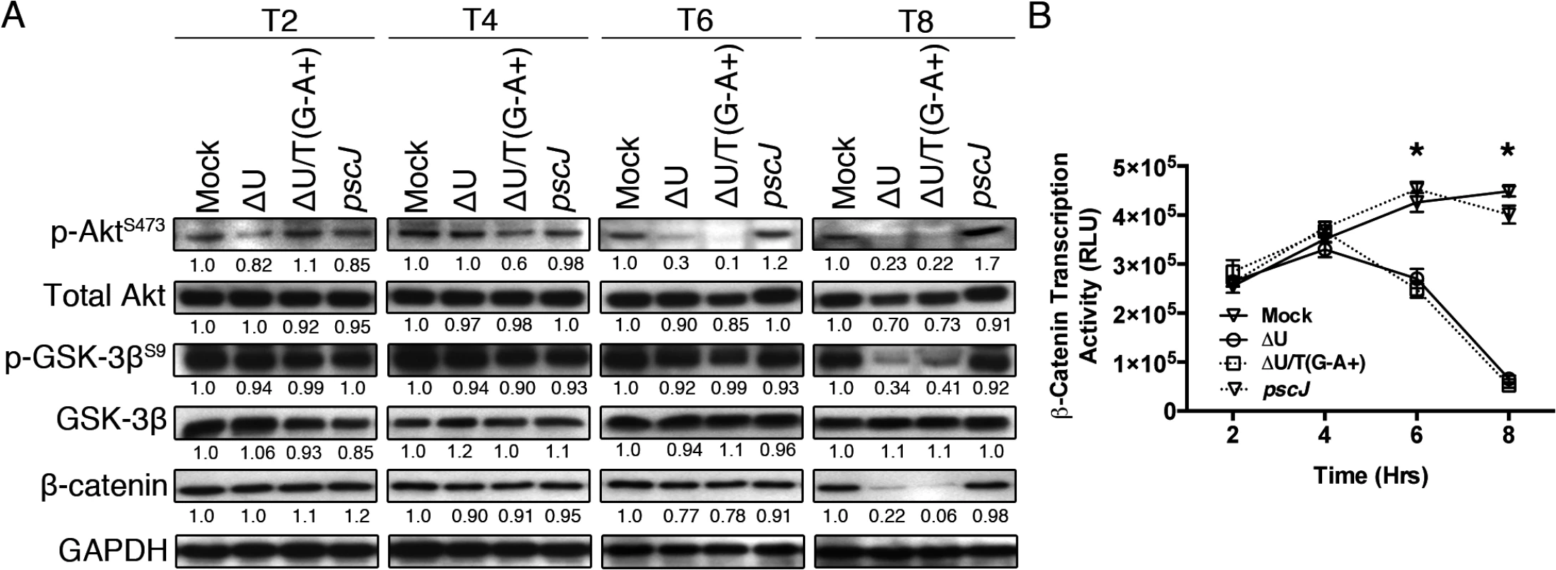 ExoT/ADPRT interferes with integrin-mediated survival signaling.