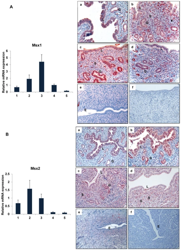 Expression of <i>Msx</i>1 and <i>Msx</i>2 in the uterus during early pregnancy.