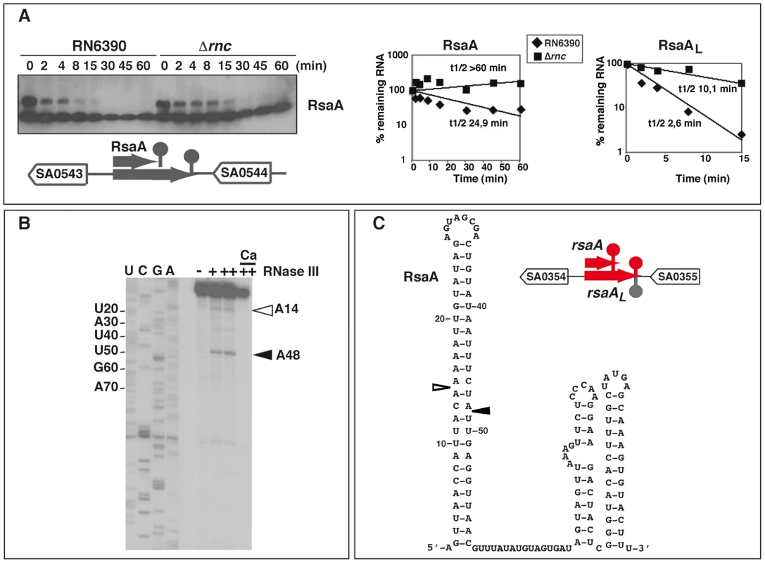 The ncRNA RsaA is a target of RNase III.