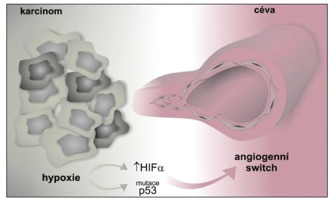 Angiogenní „switch“ – změna zahajující proces angiogeneze.