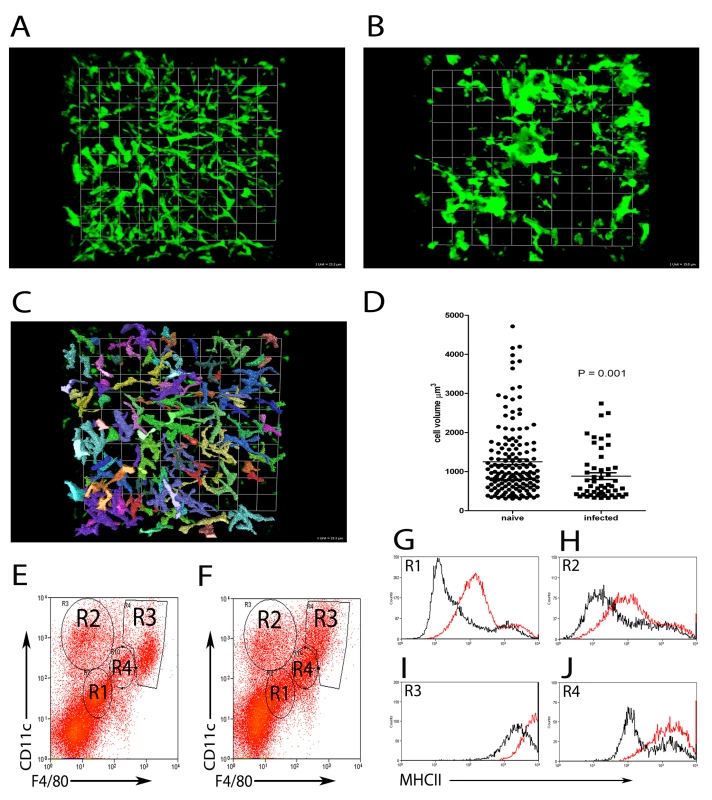 Kupffer Cell redistribution as a result of <i>L. donovani</i> infection.