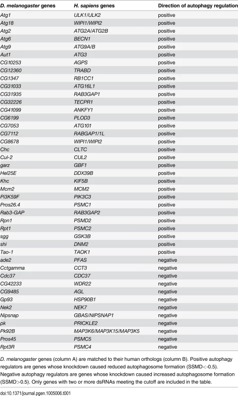List of genes with two or more dsRNAs scoring in primary culture screen.
