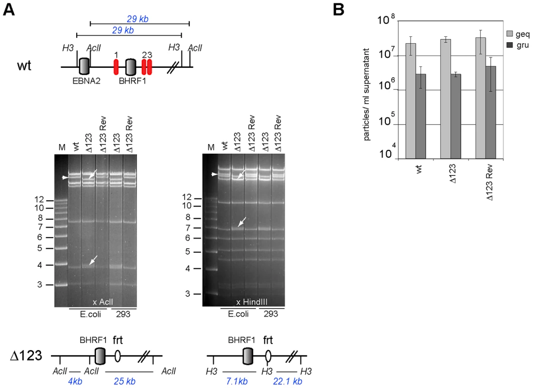 Characterization of viral recombinants.