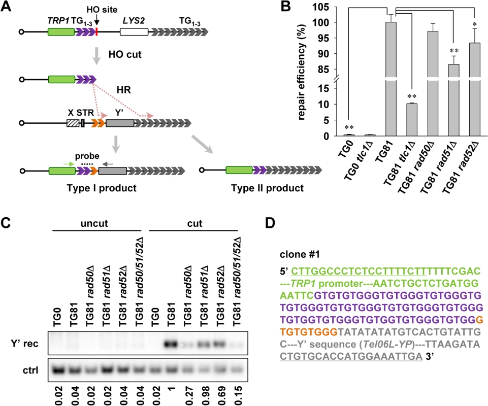 Subtelomeric Y’ element recombination occurs in the presence of telomerase.