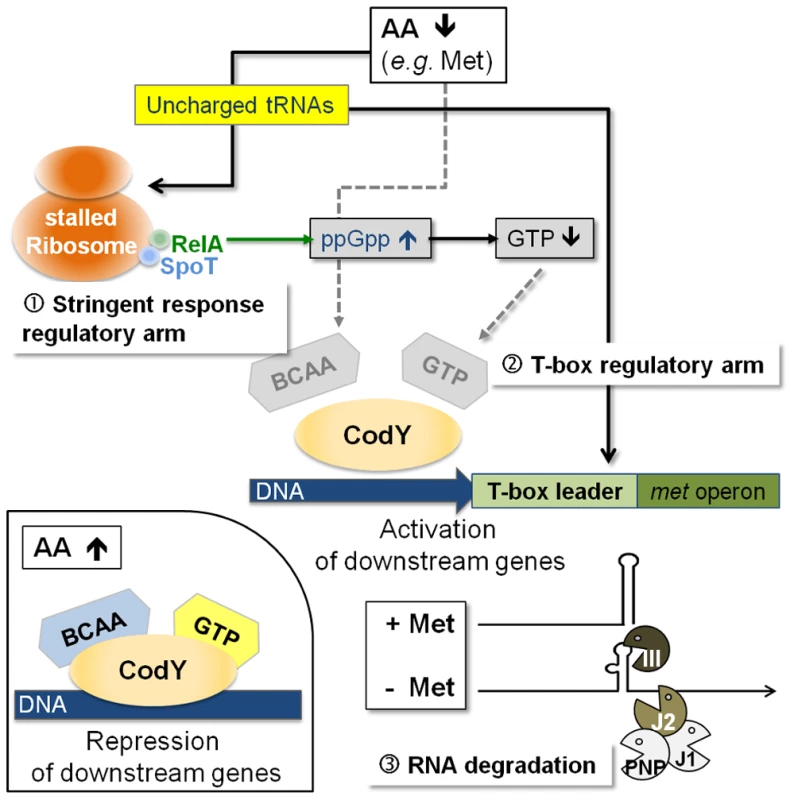 Model of a regulatory cascade for methionine biosynthesis operon control.