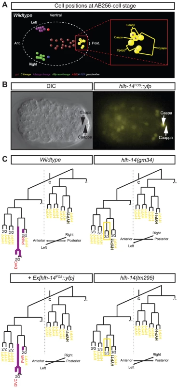 Asymmetric expression and function of <i>hlh-14</i> in the C-lineage.