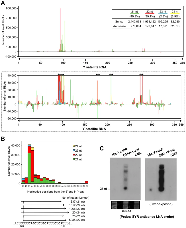 Small RNAs generated from SYR in Y-sat sequence.