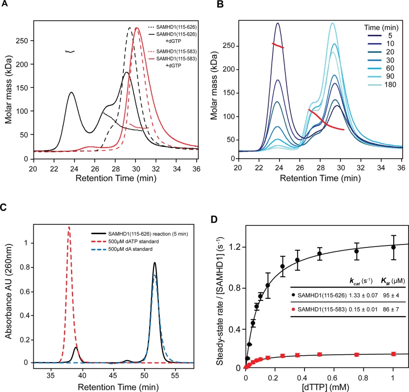 Solution oligomeric state and steady state kinetics of SAMHD1.