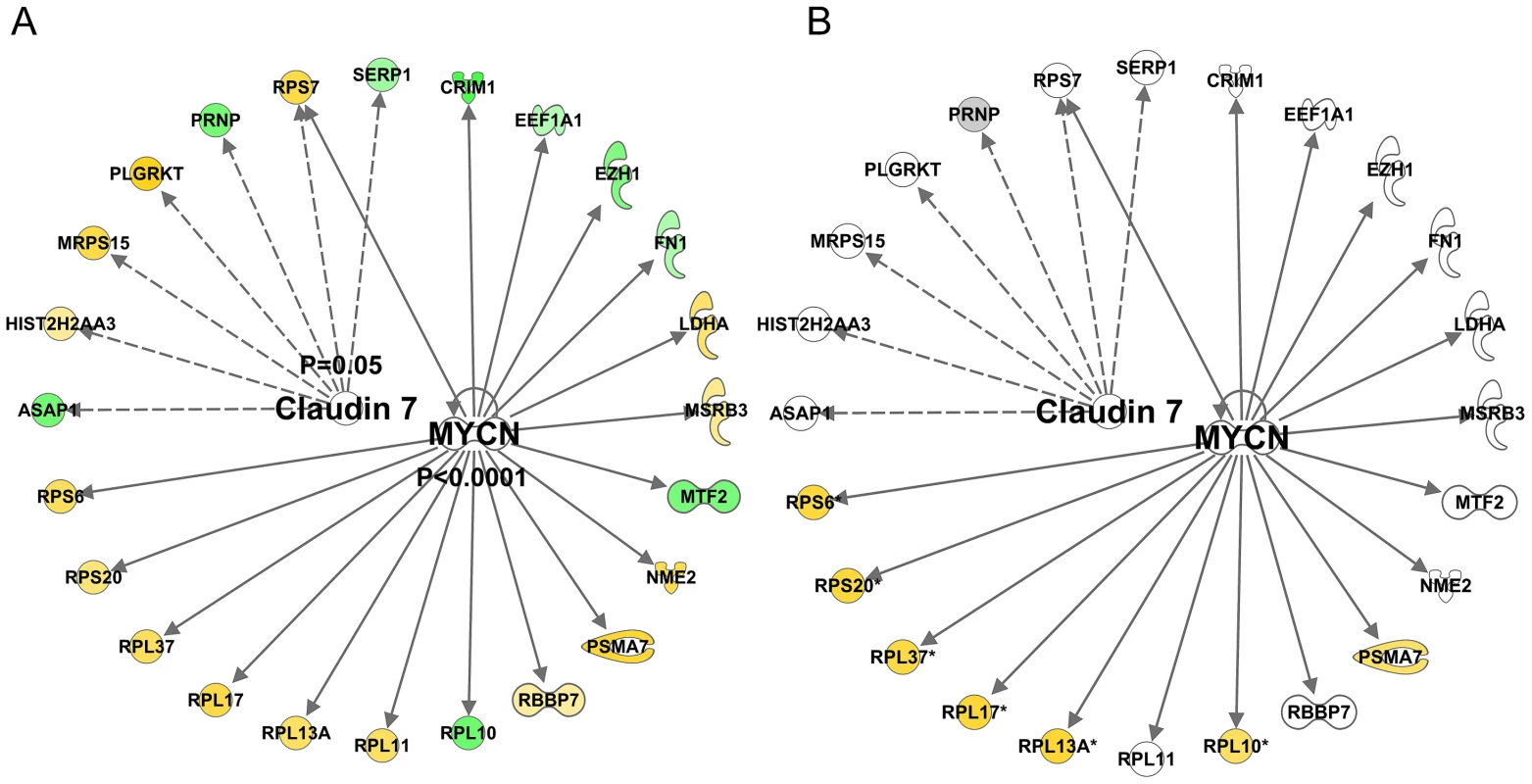 Quantitative SAM analysis using a continuum of age versus gene expression produces network hubs that are inhibited with human muscle age.