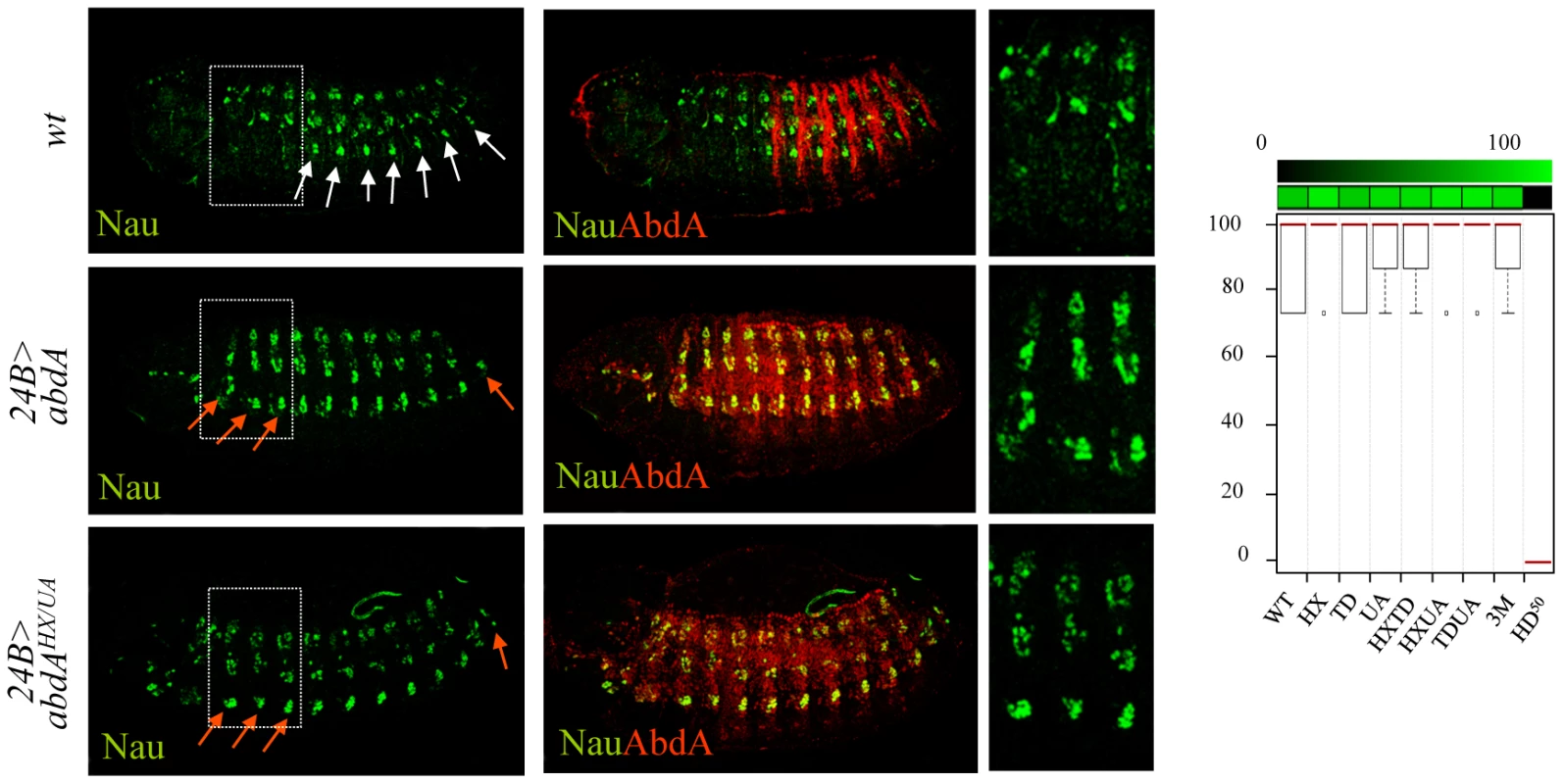 Dispensability of HX, TD, and UA protein domains for somatic muscle specification.