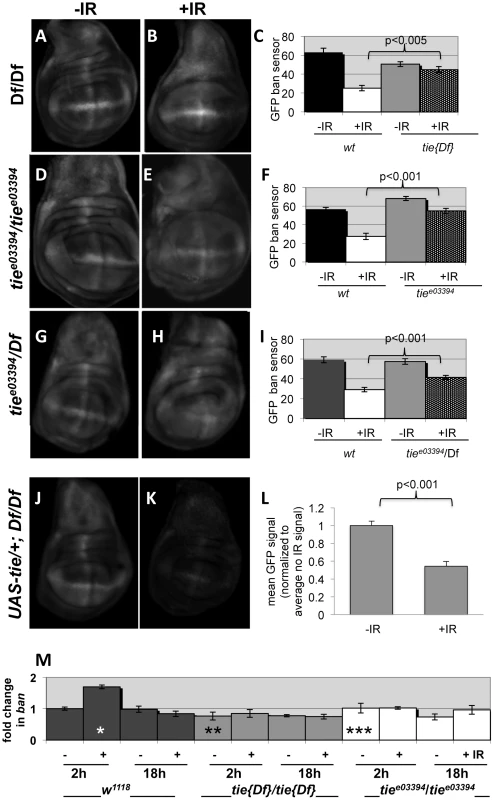 <i>tie</i> is needed for IR-induced changes in GFP <i>ban</i> sensor.