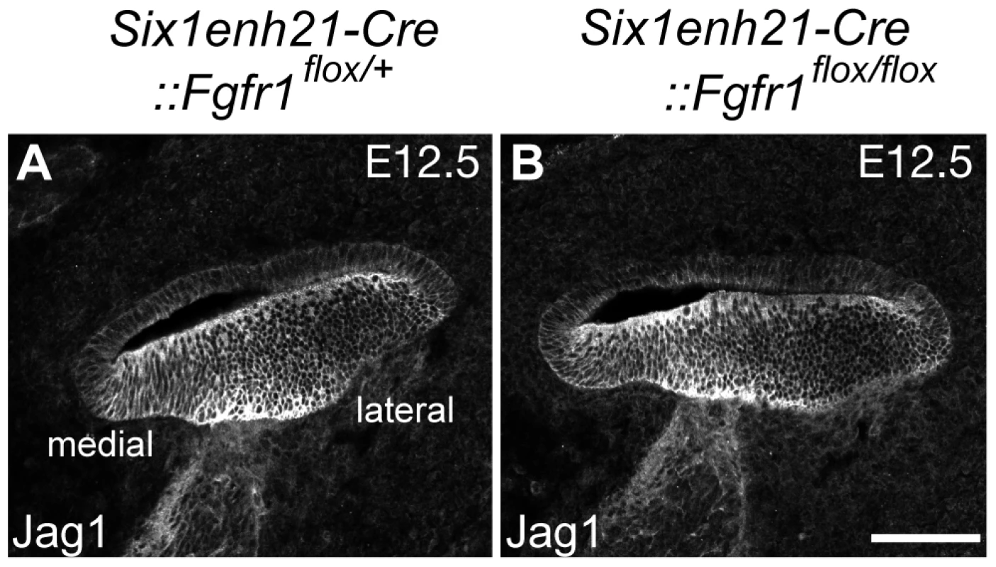 Sox2 down-regulation is independent of Jag1 action.