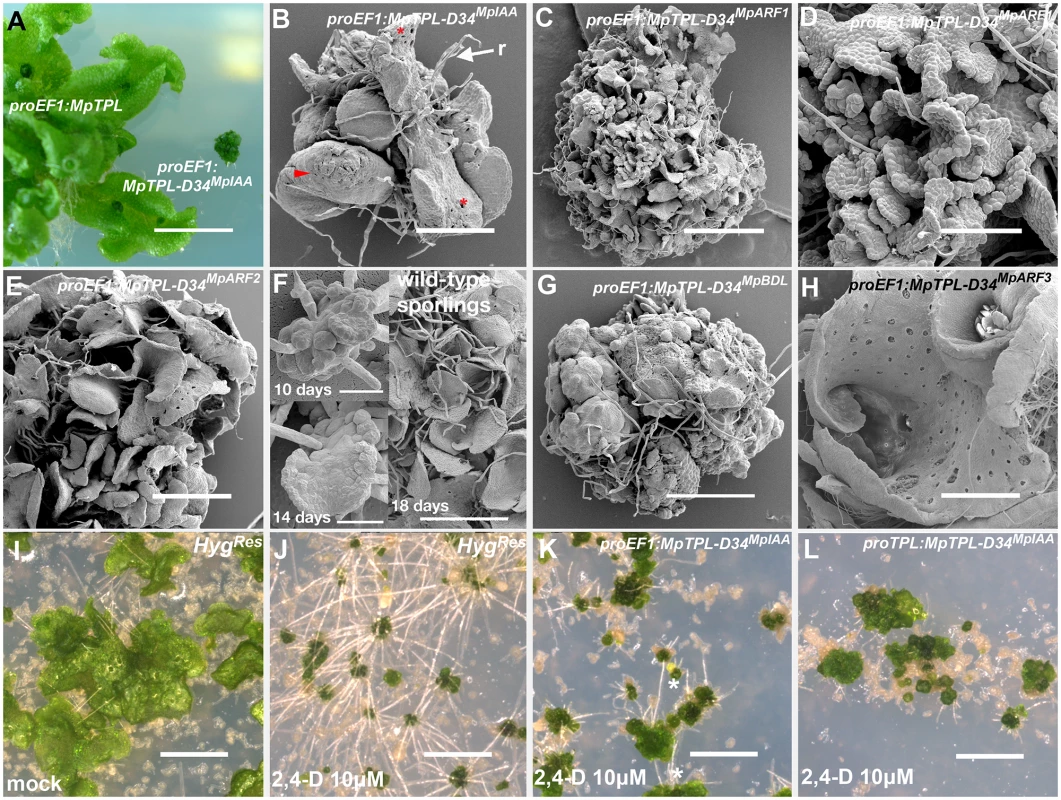 Developmental effects of auxin insensitivity.