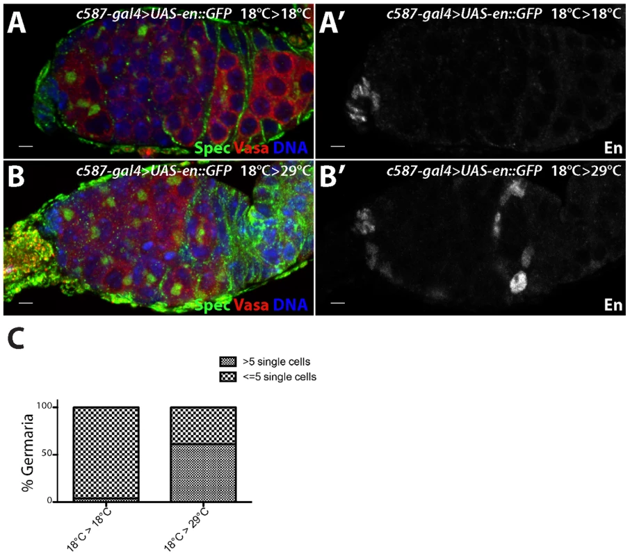 <i>engrailed</i> mis-expression in adult escort cells results in delayed germ cell differentiation.