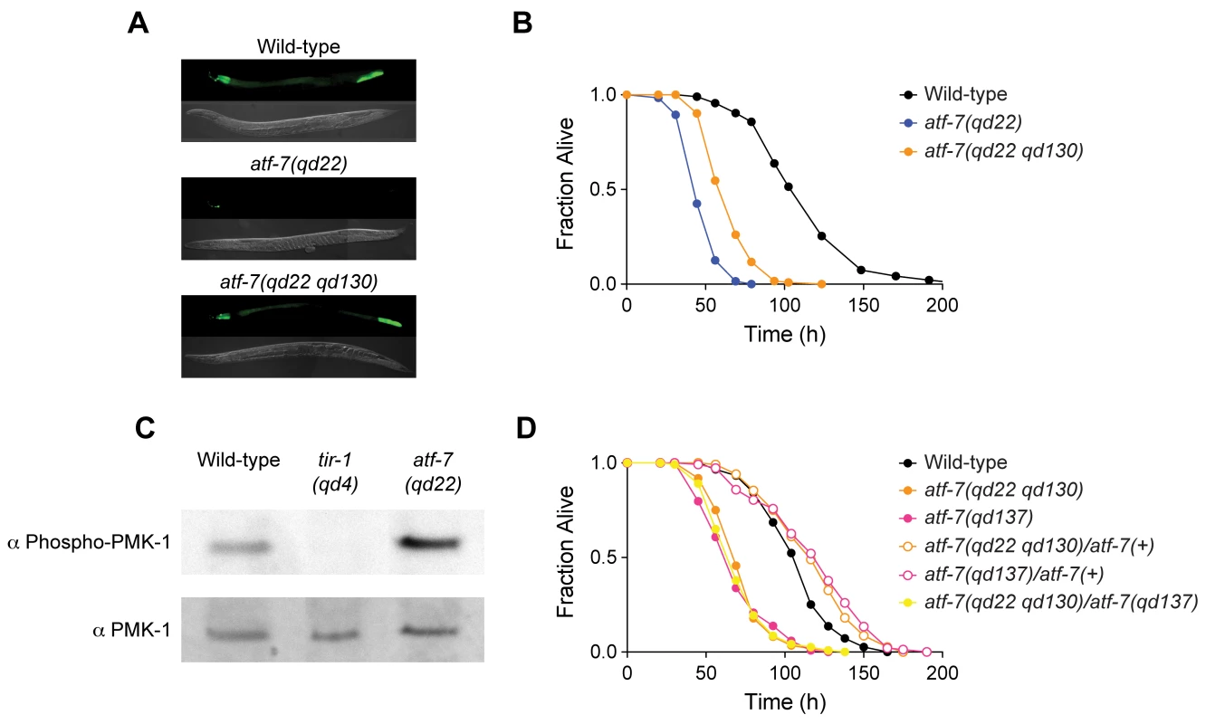 Characterization of <i>atf-7</i> mutants that affect signaling downstream of PMK-1 p38 MAPK.