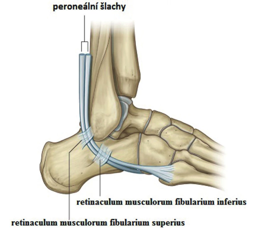 Základní anatomie průběhu peroneálních šlach