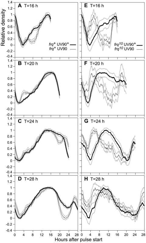Effects of UV90 mutation on entrainment to high temperature pulses.