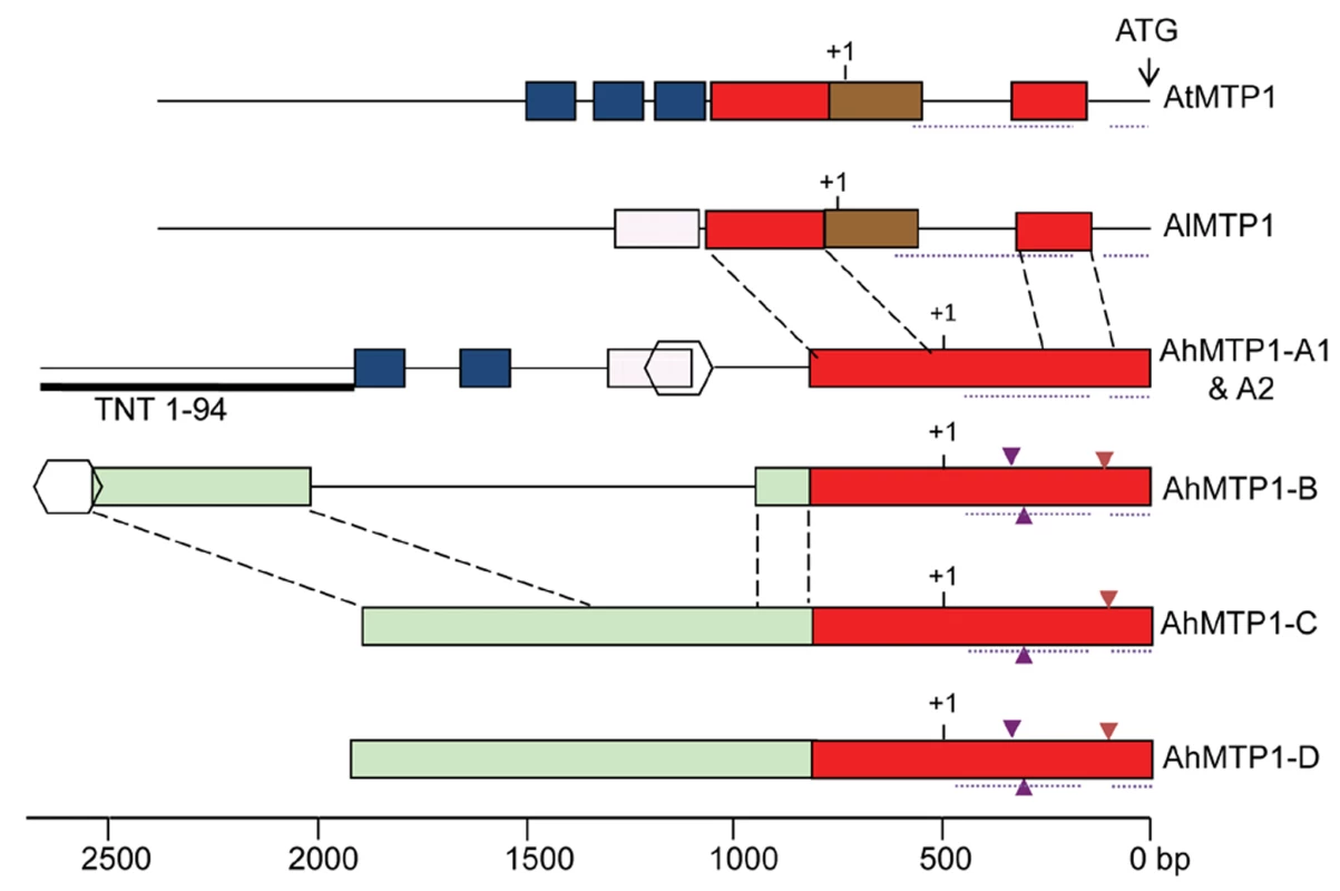 Physical maps comparing the putative promoter plus 5′ UTR regions among <i>A. thaliana</i>, <i>A. lyrata</i>, and <i>A. halleri MTP1</i> homologues.
