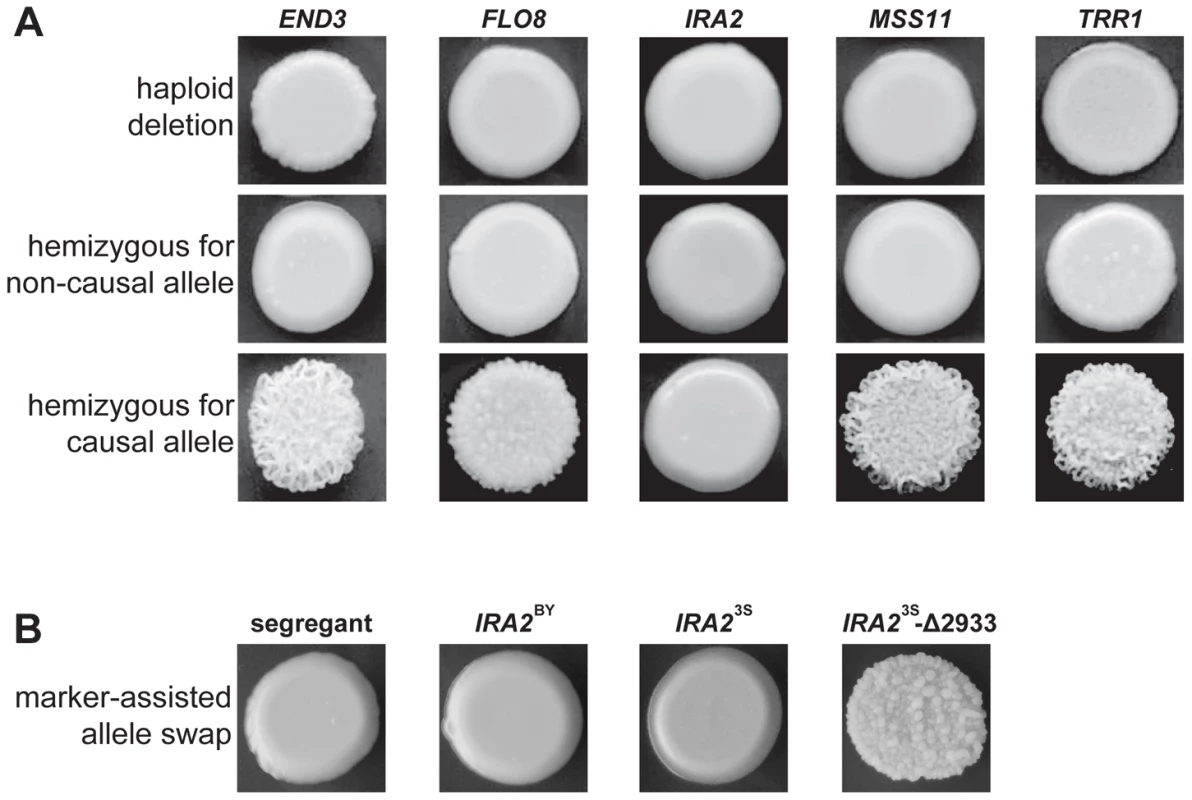 Evidence for functional variation at identified genes.