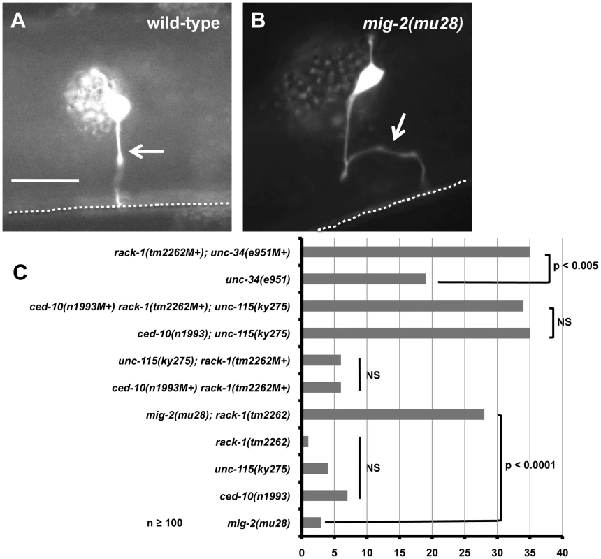 RACK-1 acts genetically in the CED-10/Rac and UNC-115/abLIM pathway.