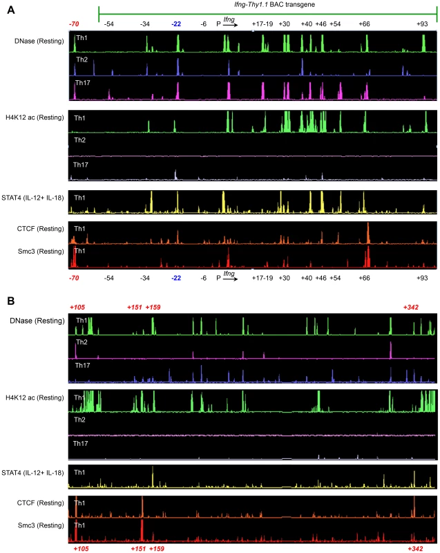 Identification of putative regulatory elements greater than 100<i>Ifng</i> gene.