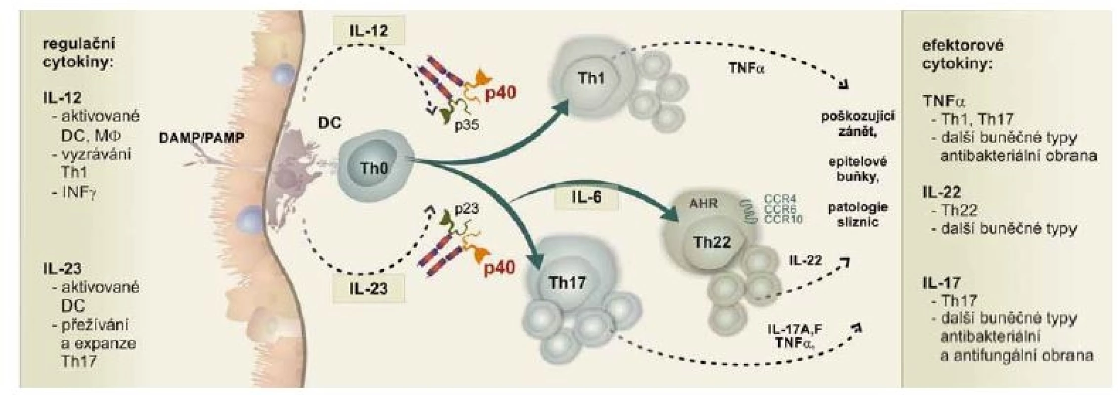 Signální dráha IL-12/IL-23 je klíčová v obranném i poškozujícím zánětu na střevní sliznici.<br>
Fig. 1. The IL-12/IL-23 pathway plays a key role in defensive as well as damaging inflammations of the colon mucosa.