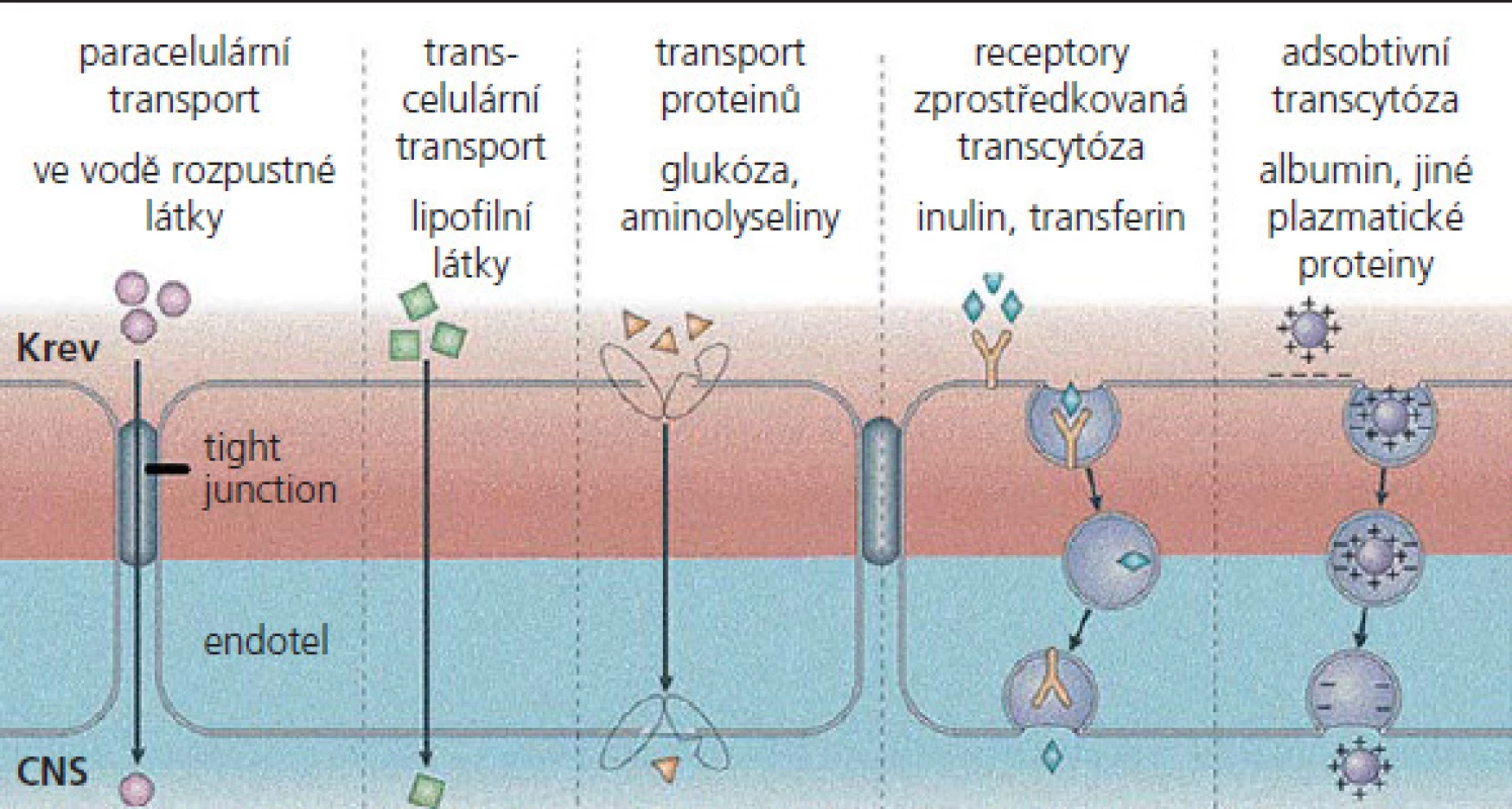 Transportní systémy hematoencefalické bariéry.