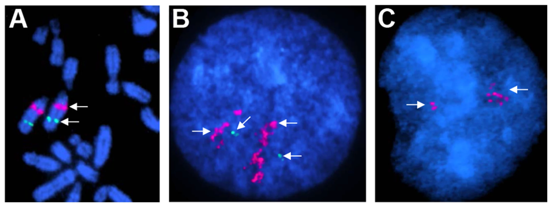 Chromosomal assignment and validation of a CNVR in chrUn (529–531 kb) by FISH.