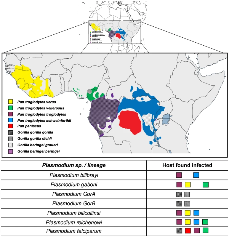 Distribution of the different subspecies of chimpanzees, bonobos, and gorillas in Africa and representation of the spread of the different <i>Plasmodium</i> species in these subspecies.