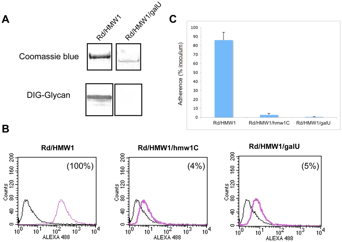 Effect of inactivation of the <i>galU</i> gene.
