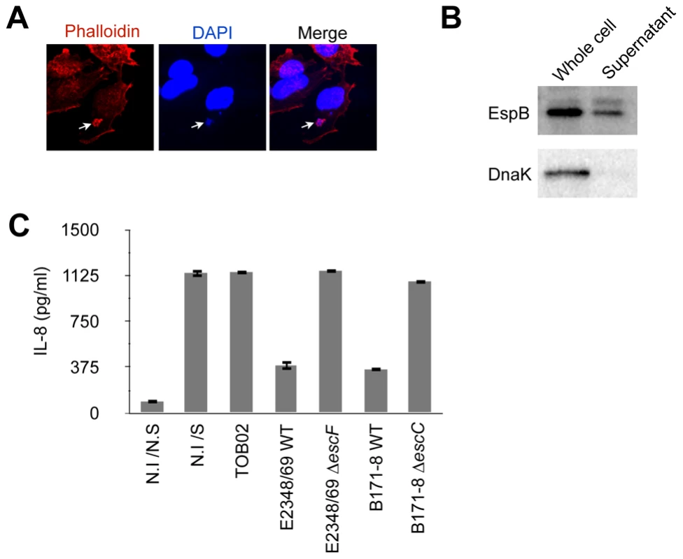 TOB02 is a functional tool for studying the effects of individual effectors.