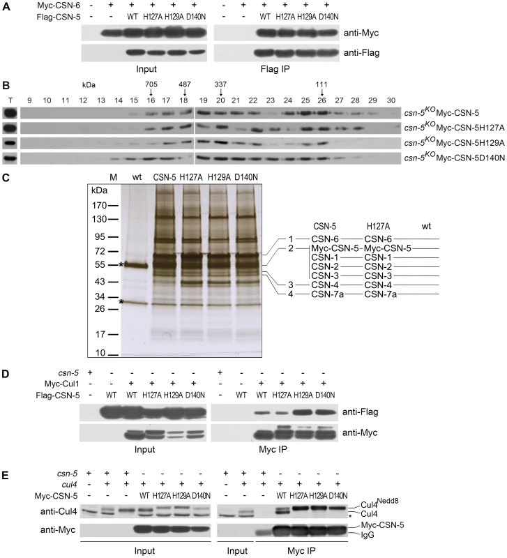 Point mutations do not disrupt integrity of the CSN or interactions of the CSN with Cul1 and Cul4.