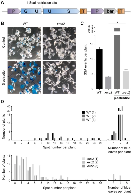 I-SceI induced DGU.US recombination depends upon XRCC2.
